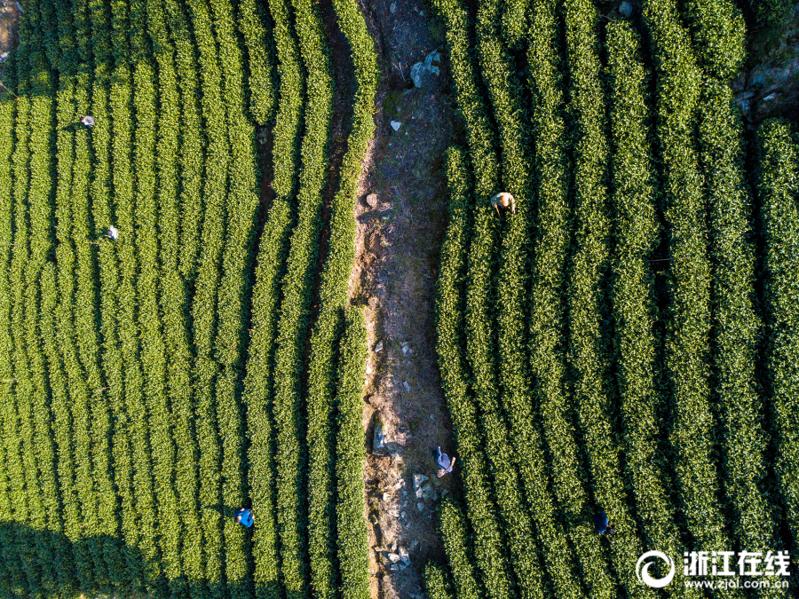 ??唐斯：我知道自己被森林狼交易 僅僅比Shams爆料早4分鐘